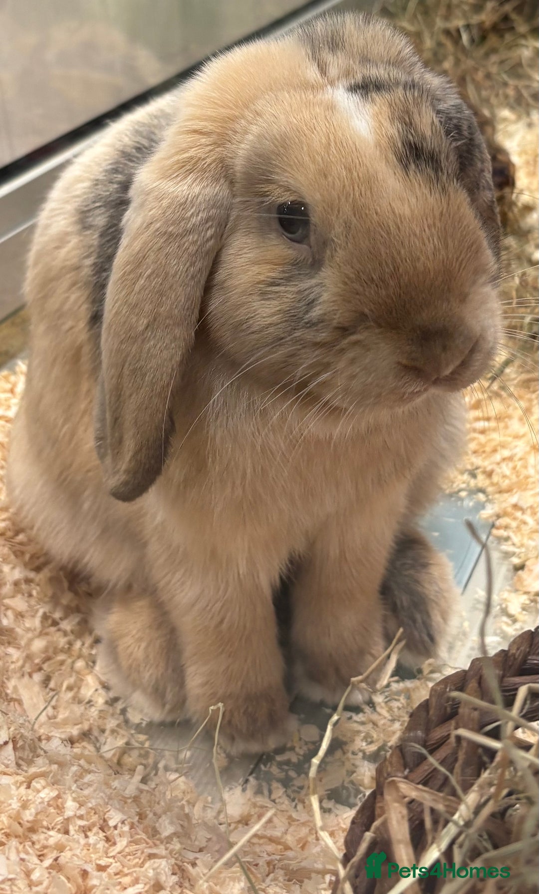 Mini Lop rabbits for sale: Lop rabbit for sale  - Image 1