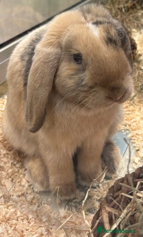 Mini Lop rabbits - Advert 2