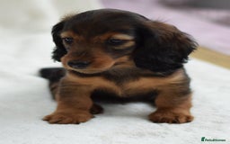 Miniature Dachshund dogs for sale: Gorgeous Longhair Miniature Dachshund Girls - Image 6