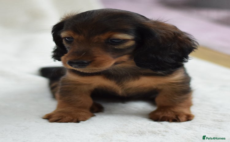 Miniature Dachshund dogs - Advert 3