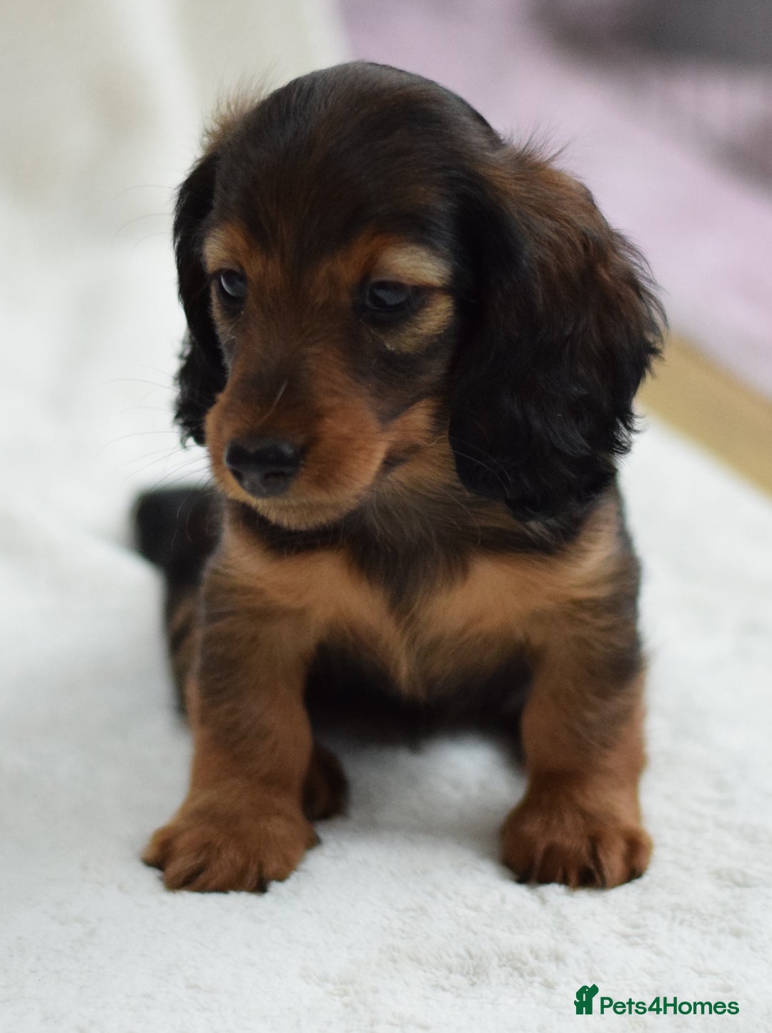 Miniature Dachshund dogs for sale: Gorgeous Longhair Miniature Dachshund Girls - Image 6