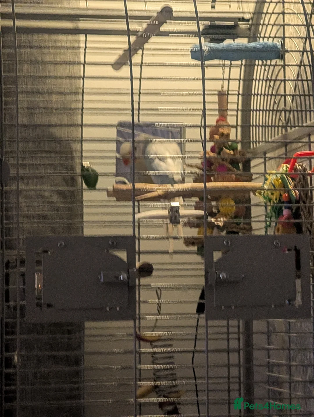 Ringnecks birds for sale: Ringneck Parrot - Lincoln LN6 - Advert 6