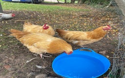 Chickens poultry for sale: Pure Buff Orpington Cockerels  - Image 4