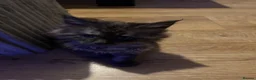 Maine Coon cats for sale: 8 Beautiful mainecoon kittens  - Advert 15