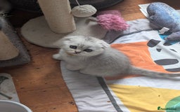 Scottish Fold cats for sale: 🥰 Scottish fold kitties for loving homes 💗 - Advert 7