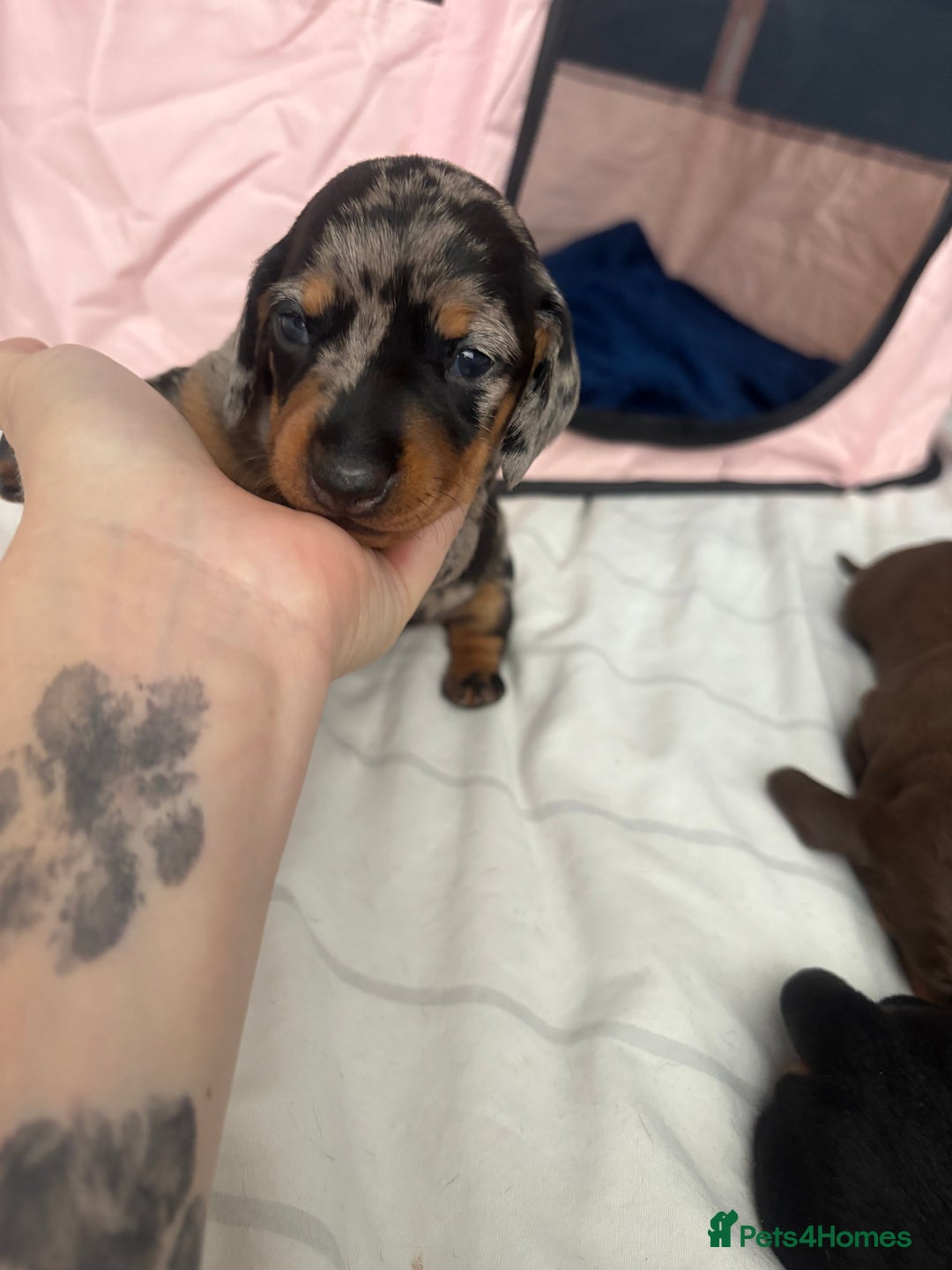 Miniature Dachshund dogs for sale: Venus is a mama to 5! - Image 25