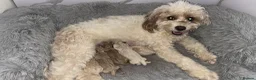 Cavapoo dogs for sale: Beautiful Cavapoo Puppies - Advert 9