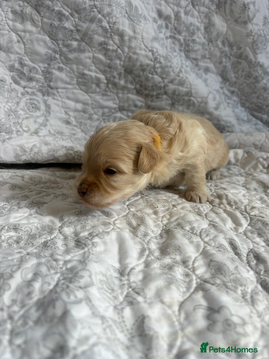 Maltipoo dogs for sale: 🤩 4 stunning male F1 Maltipoo 🤩 - Image 16