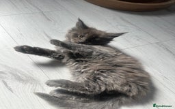 Maine Coon cats for sale: Maincoon kittens  - Image 8