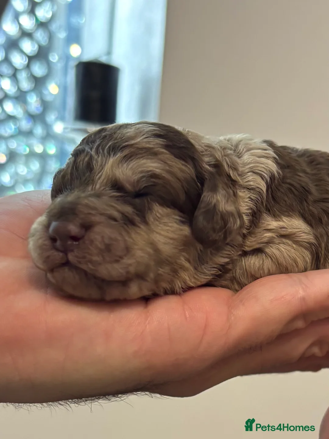 Cockapoo dogs for sale: Stunning F1bb toy cockerpoo puppies - Advert 3