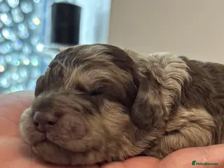 Cockapoo dogs Stunning F1bb toy cockerpoo puppies - Advert 3