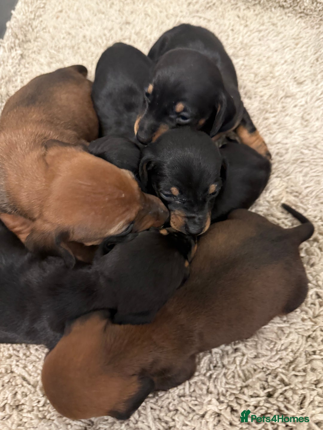 Mixed Breed dogs for sale: Dachshund puppies seven  - Advert 2