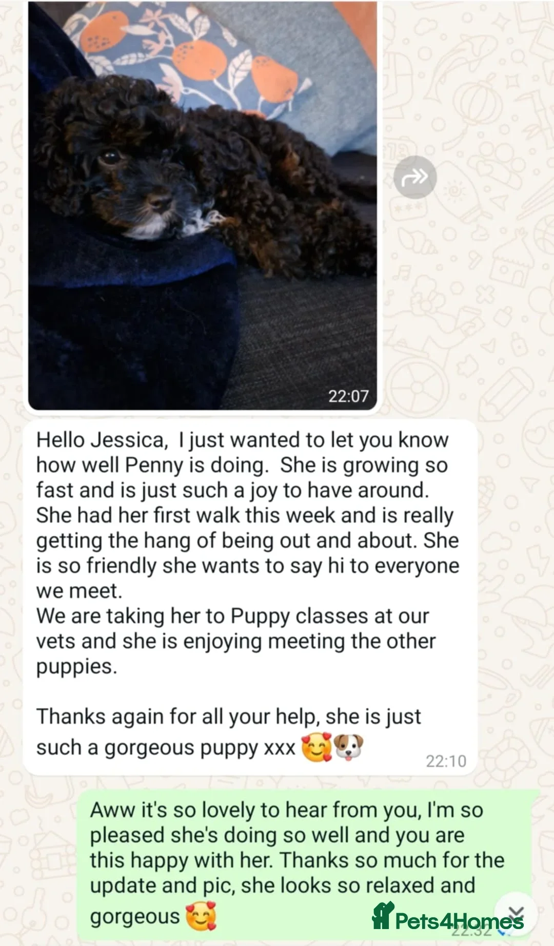 Mini Goldendoodle dogs for sale: 👑Superb Rare Toy/Mini Deepest Red Goldendoodles👑 - Image 38