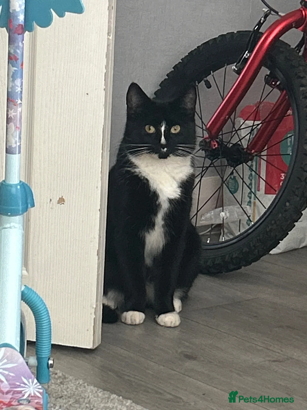 Mixed Breed cats for sale: 4 beautiful kittens for sale  - Advert 1