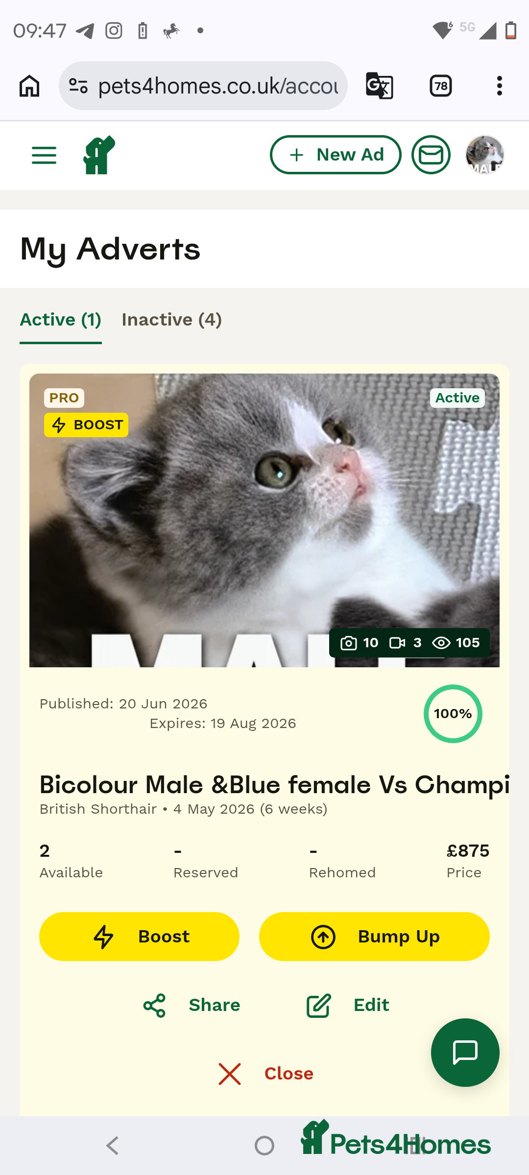 British Shorthair cats Magnificent litters Vs Outsdanding champion lines. - Advert 2