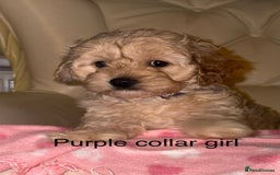 Cavapoo dogs for sale: Beautiful Cavapoo F1BB Puppies - Image 4