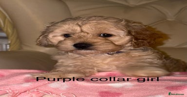 Cavapoo dogs Beautiful Cavapoo F1BB Puppies - Advert 7