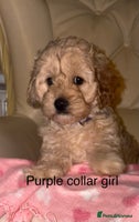 Cavapoo dogs Beautiful Cavapoo F1BB Puppies - Advert 5