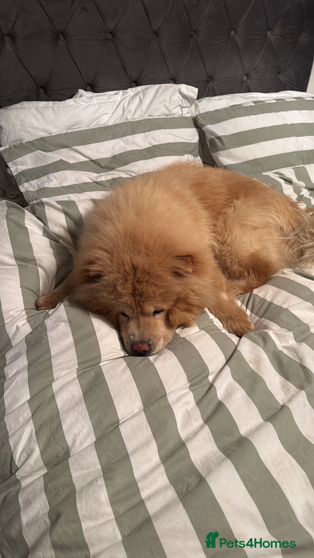 Chow Chow dogs for stud: Lion king - Advert 4