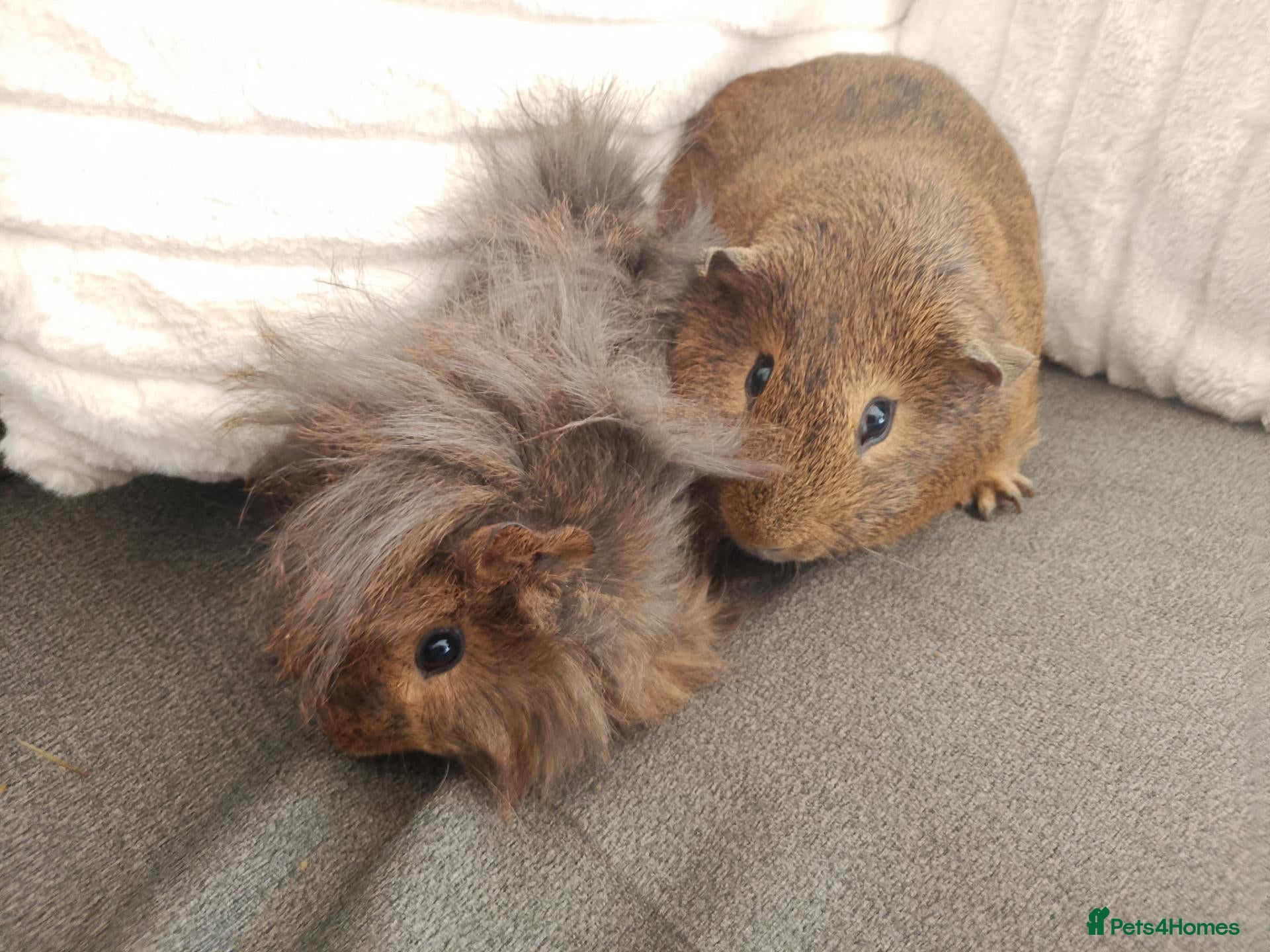 Guinea Pig rodents for sale: 2 X 2 pairs of bonded boars looking for new homes - Advert 7