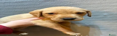 Labrador Retriever 10