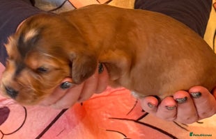 Cocker Spaniel dogs - Advert 2