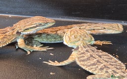 Bearded Dragon reptiles for sale: Baby Bearded dragons ready now  - Image 9