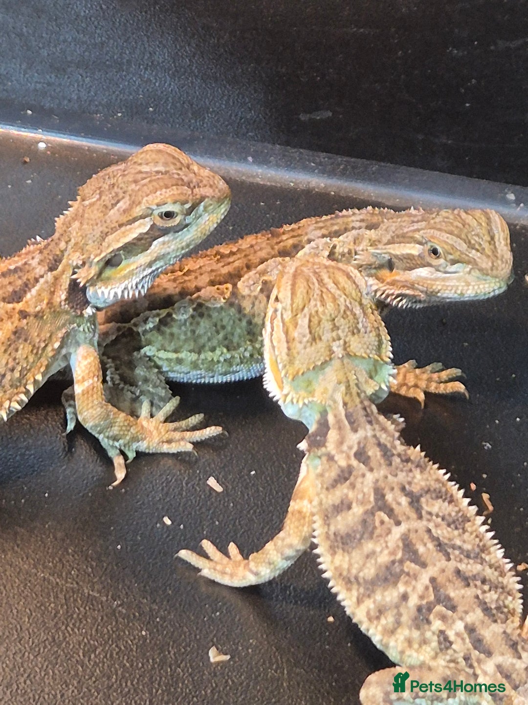 Bearded Dragon reptiles for sale: Baby Bearded dragons ready now  - Image 9
