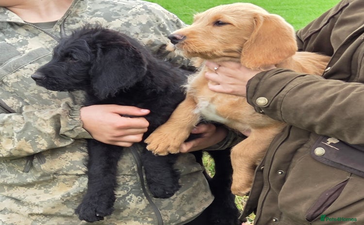 Labradoodle dogs - Advert 2