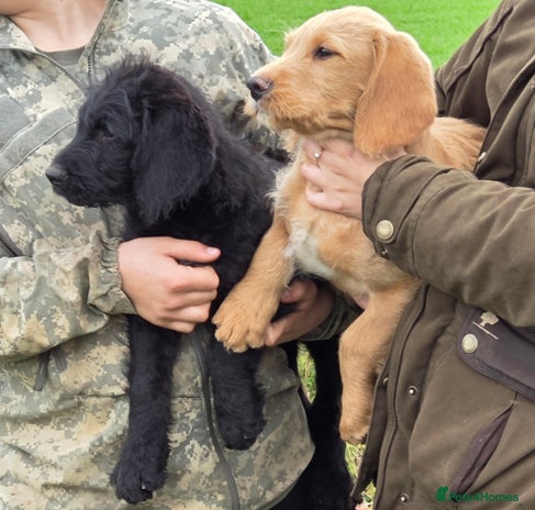 Labradoodle dogs - Advert 1