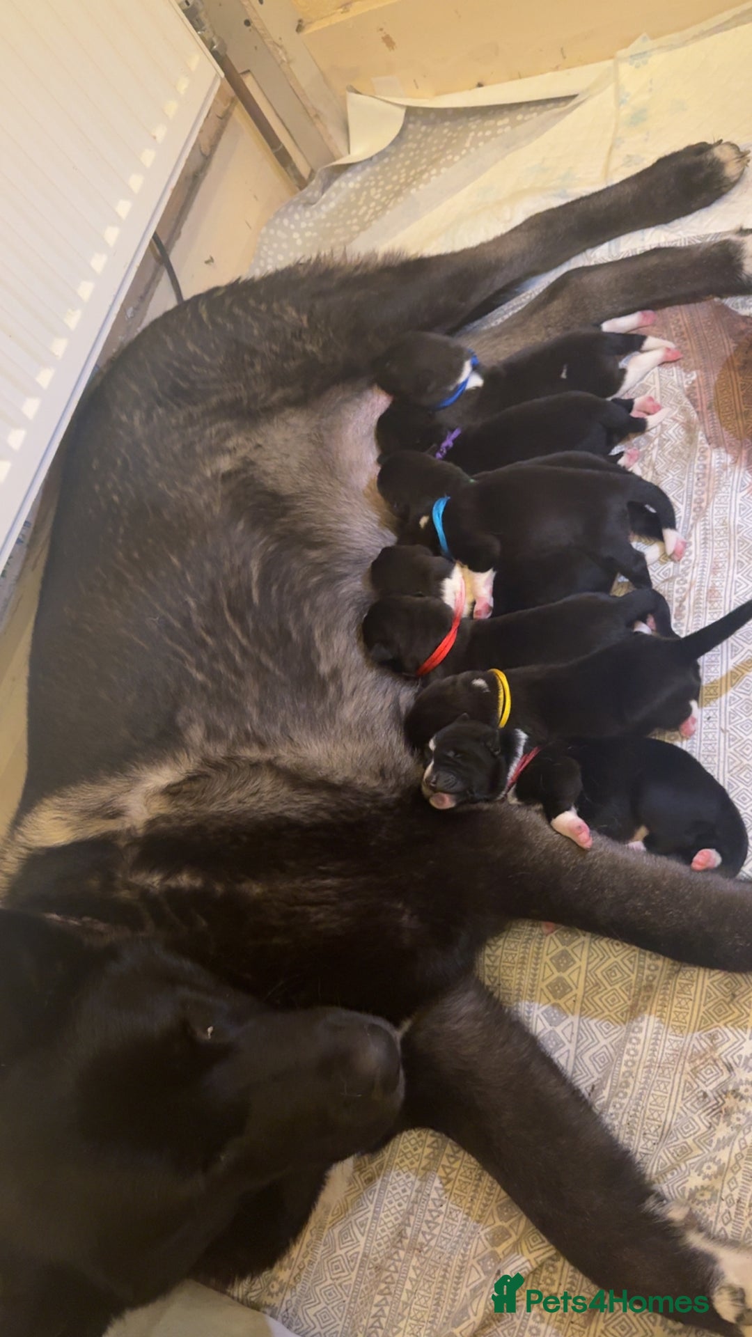 Akita dogs for sale: Black Mask American Akita Puppies - Advert 10