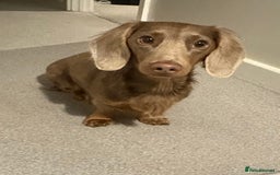 Dachshund dogs for stud:  STUD 💙Miniature dachshund Isabelle long hair - Advert 4