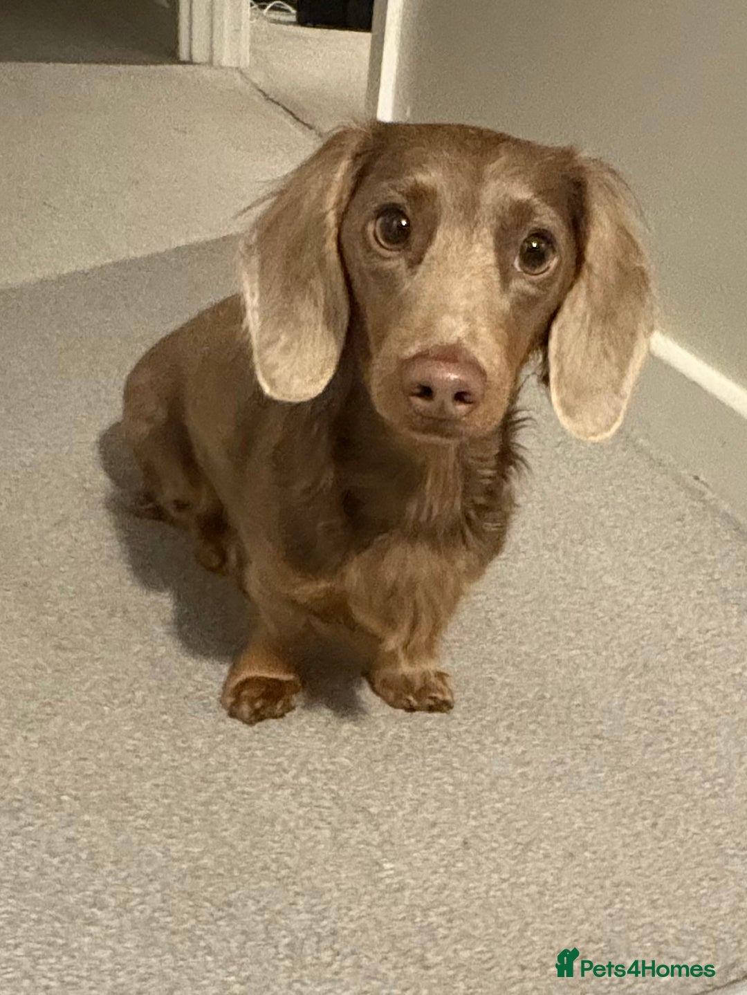 Dachshund dogs for stud:  STUD 💙Miniature dachshund Isabelle long hair - Advert 4