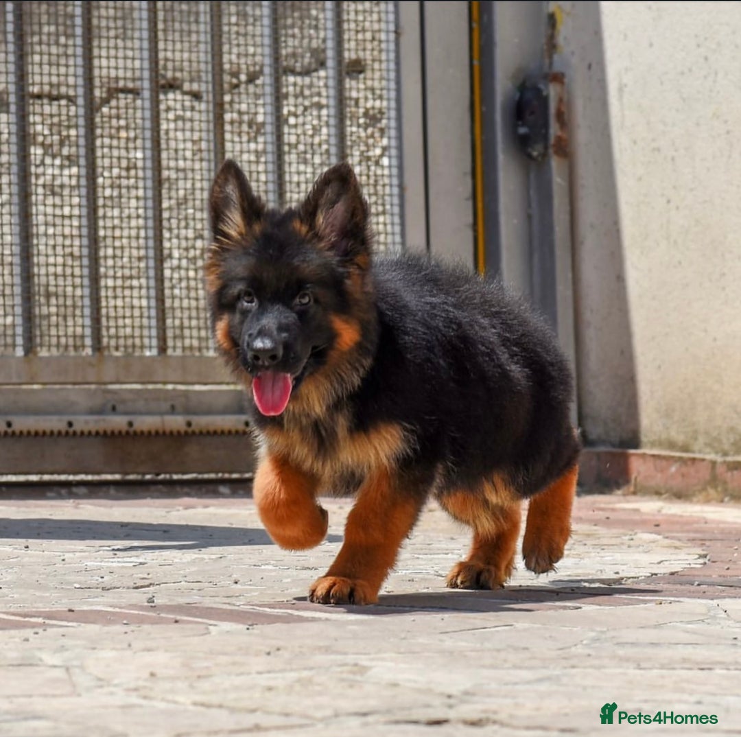 German Shepherd dogs for sale: Guardian Shepherd Dogs!!! - Image 8