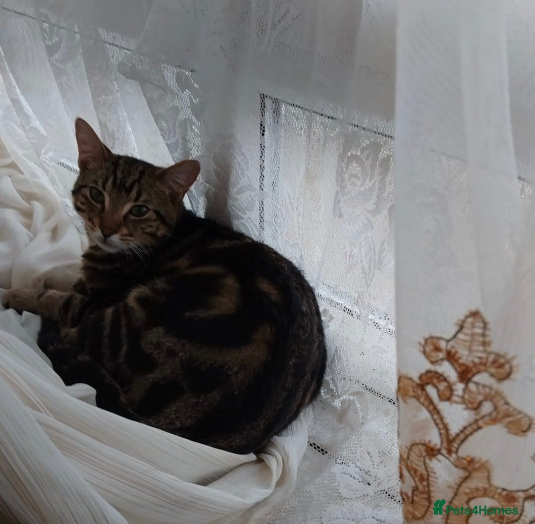 Mixed Breed cats 8 months old kittens - 2 brothers - Advert 1