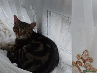 Mixed Breed cats 8 months old kittens - 2 brothers - Advert 15