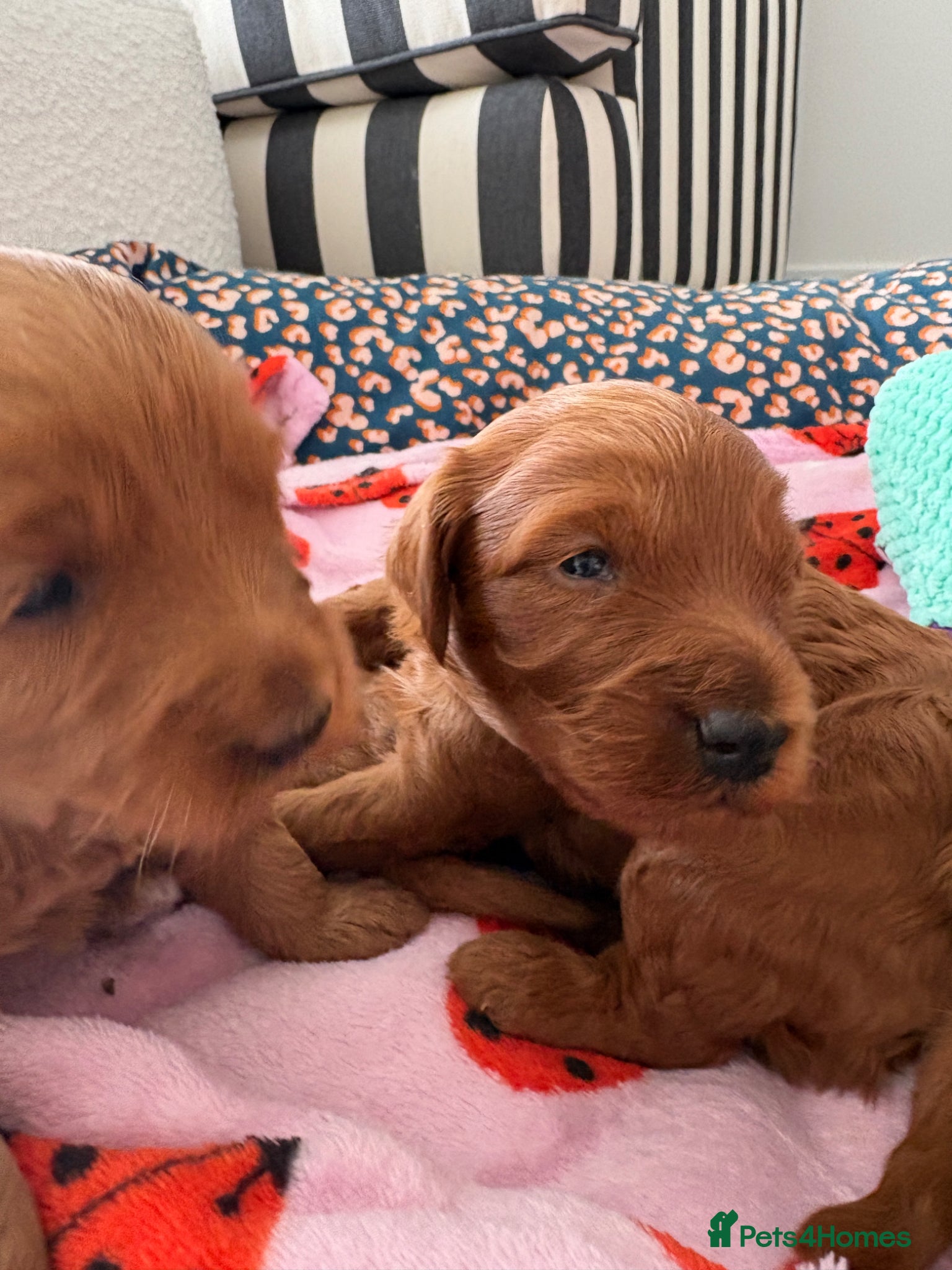 Australian Labradoodle dogs for sale: Stunning Mini Australian Labradoodles Puppies 🐾 - Advert 4