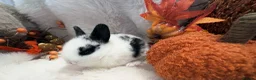 Rex rabbits for sale: Rex x Netherland dwarf  - Advert 33