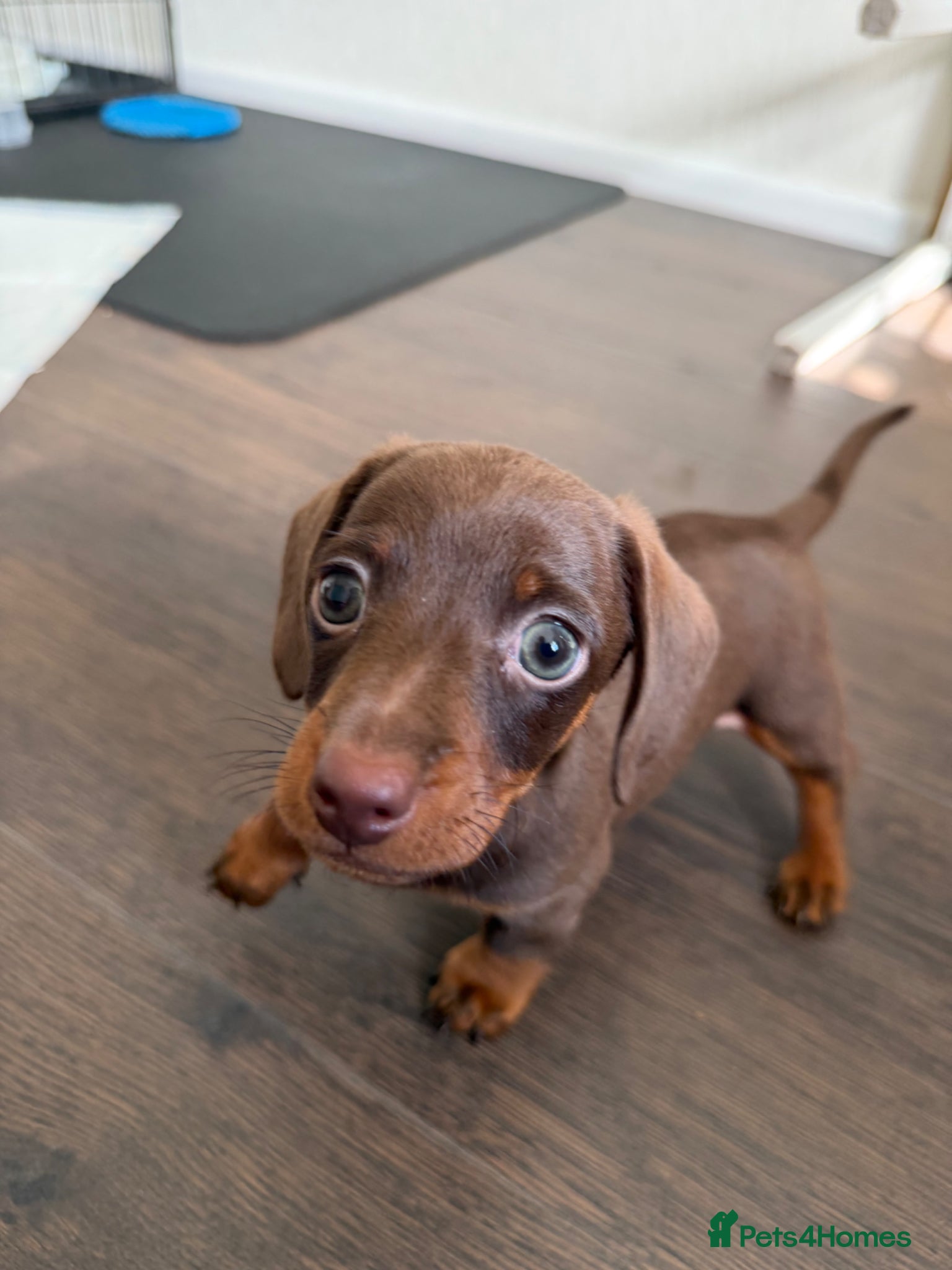 Dachshund dogs for sale: Miniature Dachshund Puppies  - Advert 3