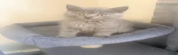 British Shorthair cats for sale:   L  Affectionate British Shorthair kittens - Advert 8