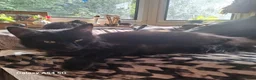 Mixed Breed cats for sale: Male and female  - Advert 8