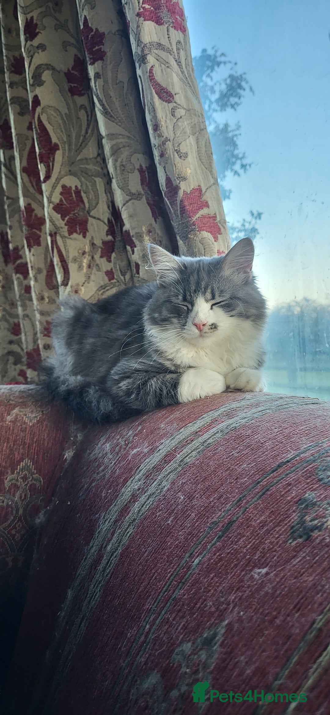 Siberian cats for sale: BEAUTIFUL REGISTERED SIBERIAN KITTENS  - Image 2