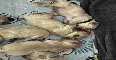 Golden Retriever dogs - Advert 4