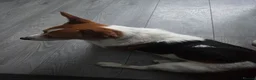 Jack Russell dogs for sale: Jack russell in Flint - Advert 2