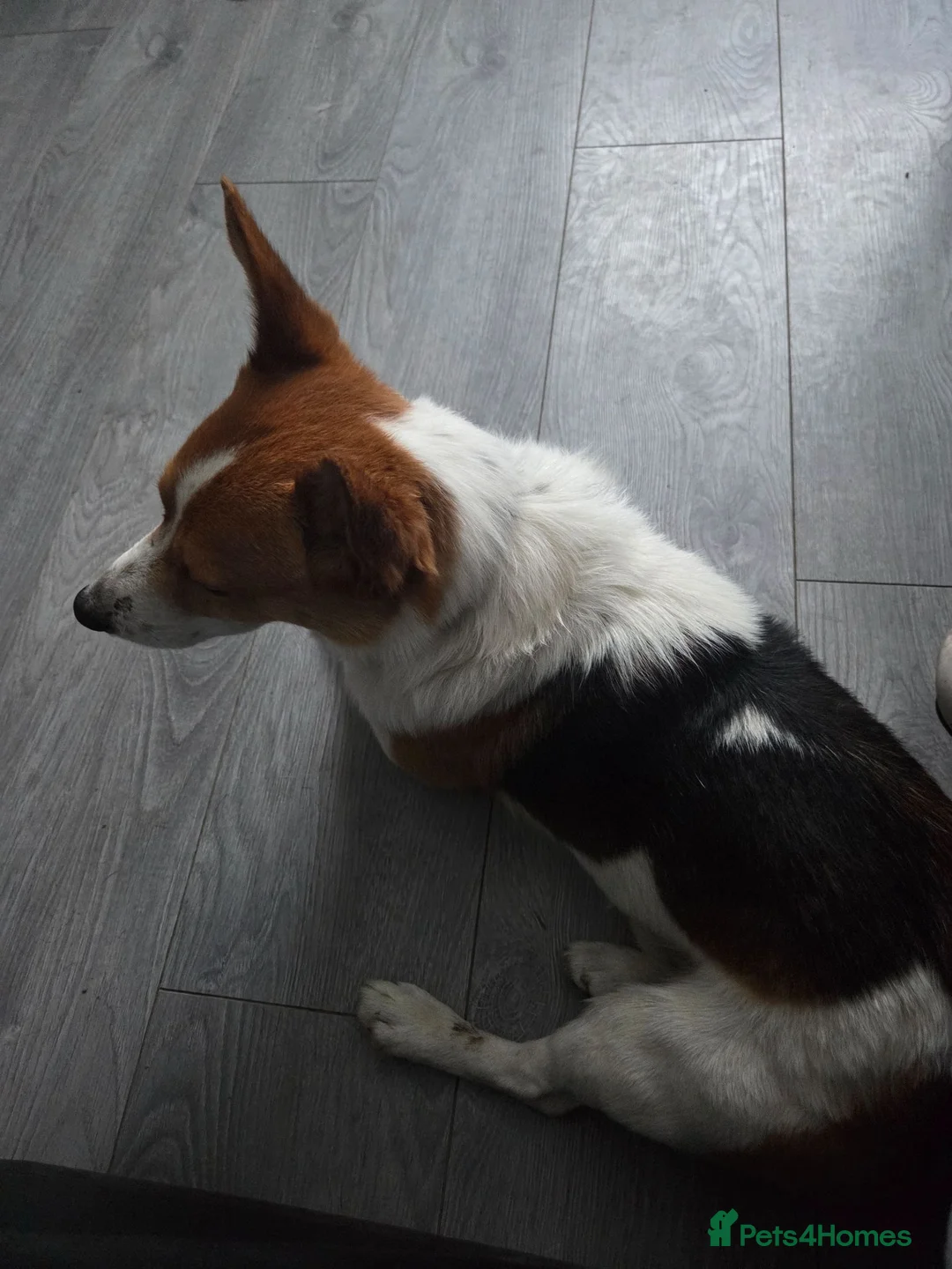 Jack Russell dogs for sale: Jack russell in Flint - Advert 2