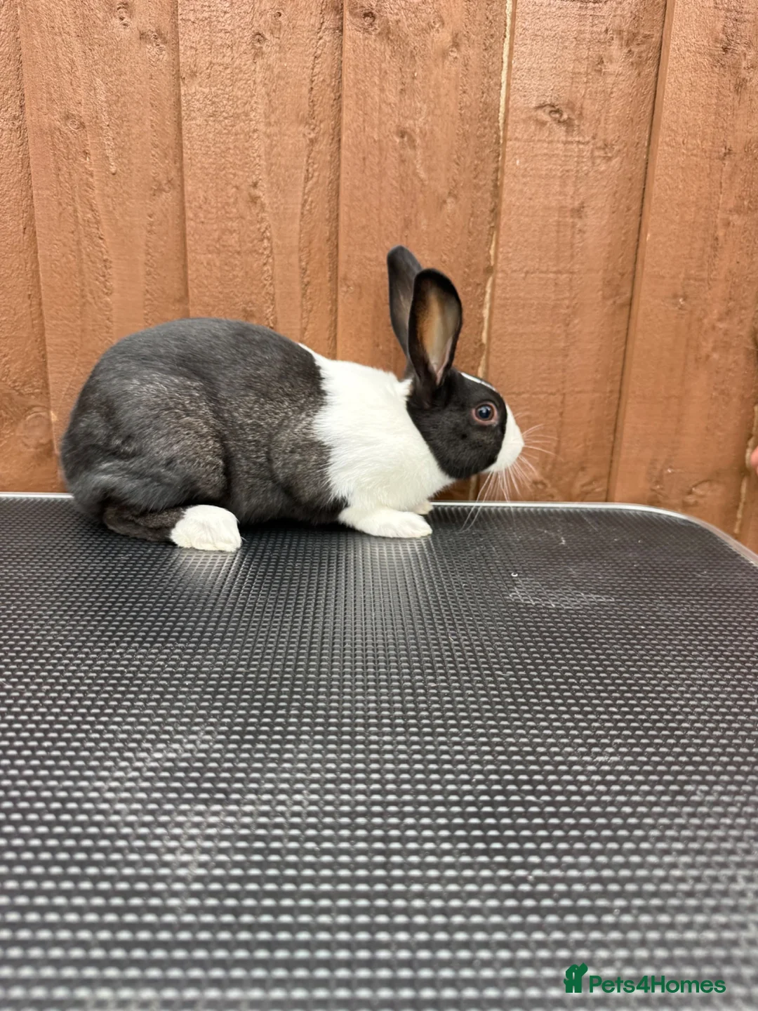Dutch rabbits for sale: Baby Dutch Rabbits For Sale  - Advert 4