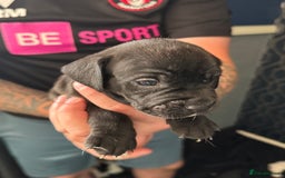 Mixed Breed dogs for sale: American bulldog (not bully) x cocker spaniel  - Image 13