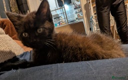 Mixed Breed cats for sale: Beautiful fluffy kittens, mum Persian X mainecoon  - Image 3