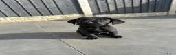 Labrador Retriever dogs for sale: International FTCH sired working Labrador pups  - Advert 4