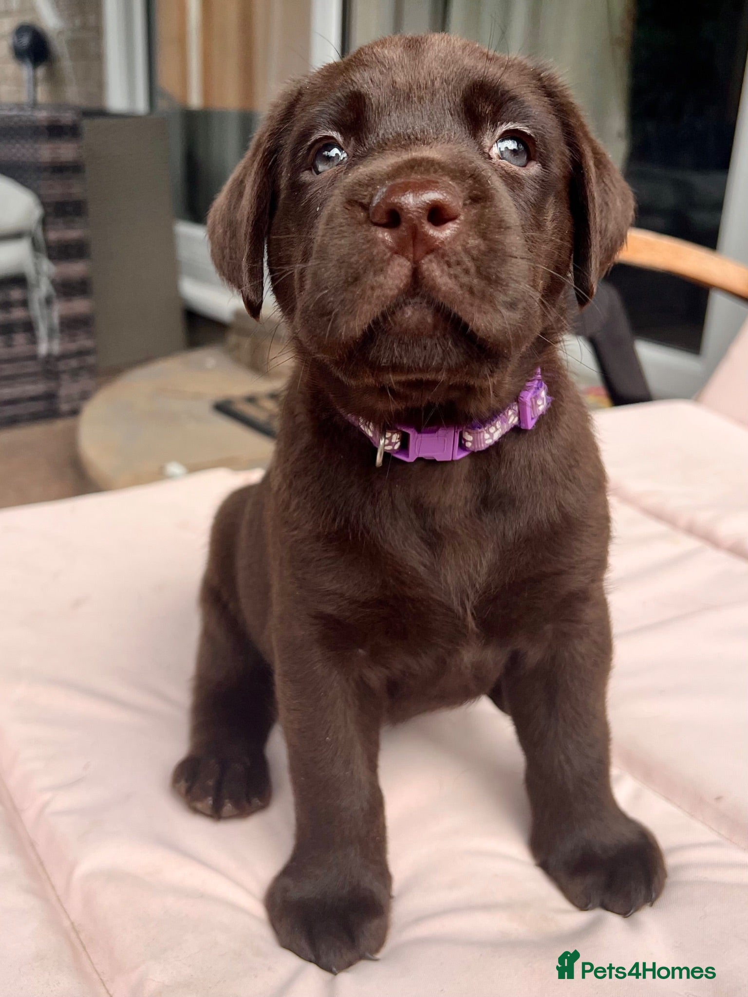 Labrador Retriever dogs STUNNING Chocolate Labrador Puppies  - Advert 1